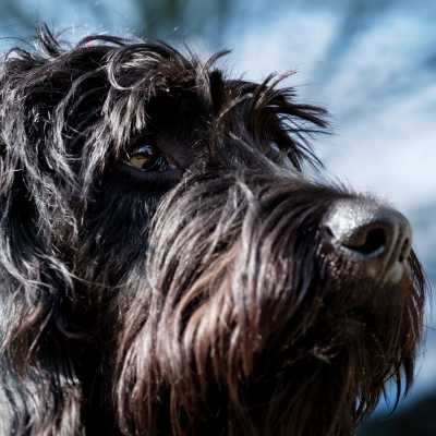 Nietrzymanie Moczu u Psa: Przyczyny i co robić.