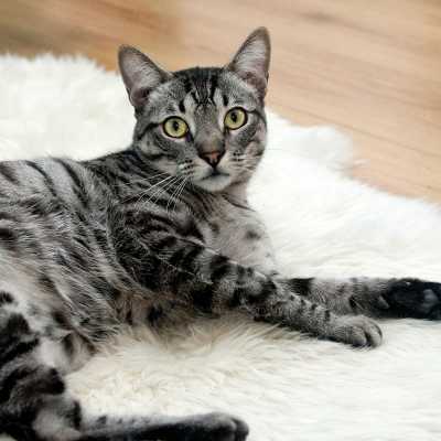 Karma bytowa dla kota: co to znaczy?