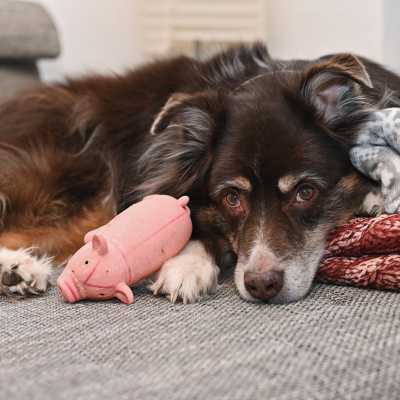 Jaki kolor zabawki dla psa jest najlepszy?