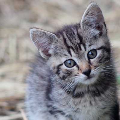 Kot dachowiec w domu. Czemu warto adoptować?