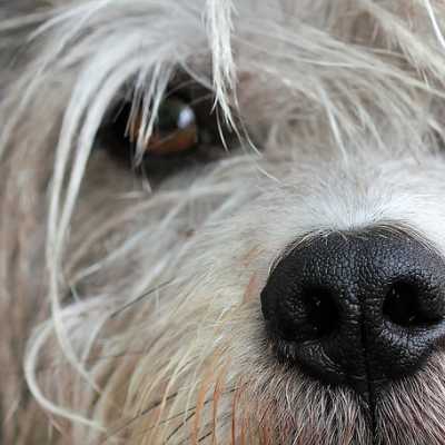 Dlaczego psu ropiej oczy? Zaropiae oczy u psa.