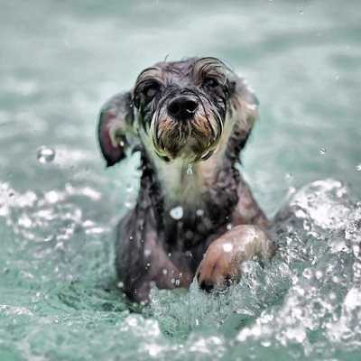 Pies w basenie - o czym naley pamita, jak si bawi z psem w wodzie?