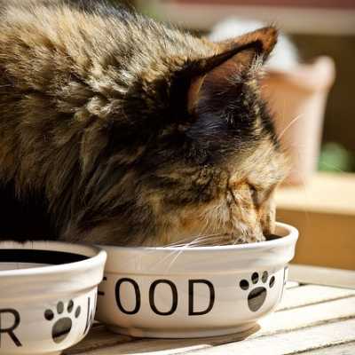 Czy kot moe je tylko such karm? Sprawd czy to moliwe!