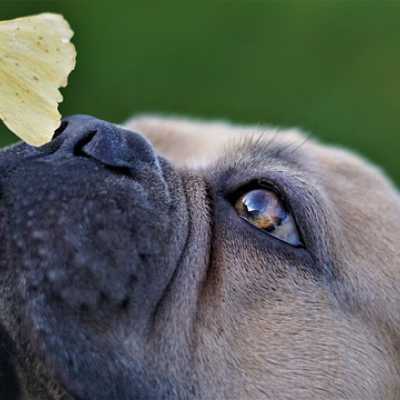 Jakiego zapachu nie lubi psy? TOP 10 najgorszych aromatw