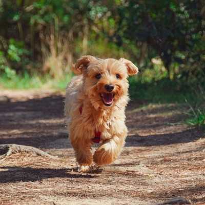 Ile kilometrw moe przej mj pies? Jak dugi powinien by spacer?
