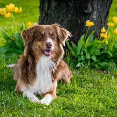 Ochrona trawnika przed psem: jak zabezpieczy ogrd?