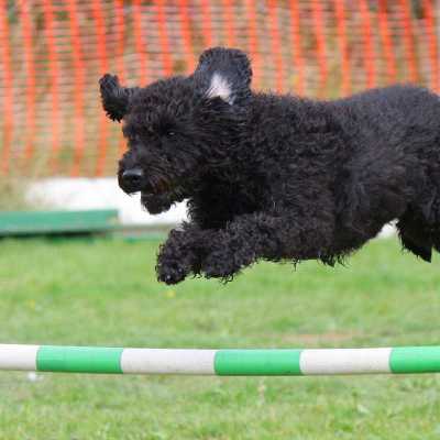 Agility dla psa: Co to jest trening agility i jak go zacz?