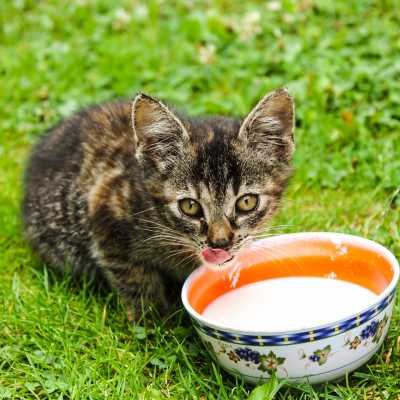 Czy koty mog pi mleko? Czy powinny?