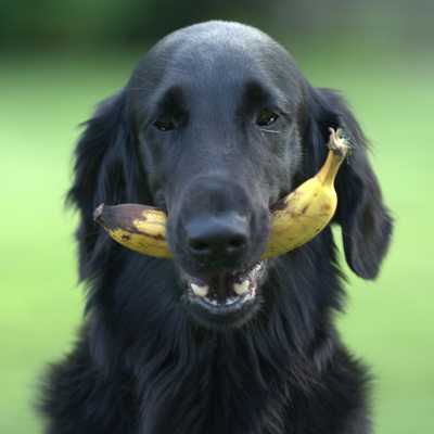 Czy Pies Moe Je Banana?