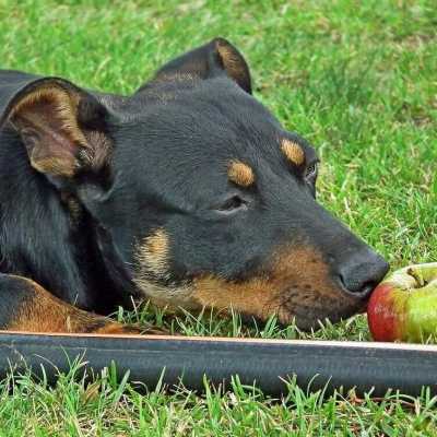 Czy pies moe je jabko?
