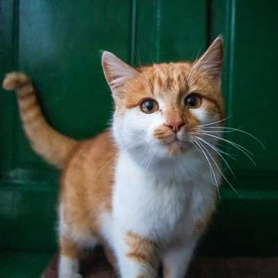Koronawirus u kota nie stanowi zagrożenia dla Ciebie i Twojego milusińskiego. Przeczytaj więcej!