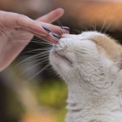 Felinoterapia: Na Czym Polega Kototerapia?