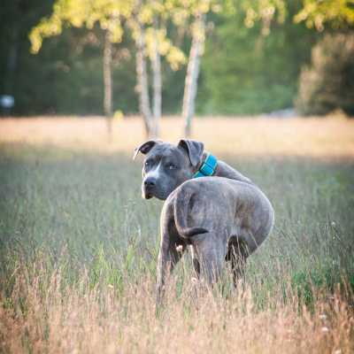 Dogtrekking: co to jest?