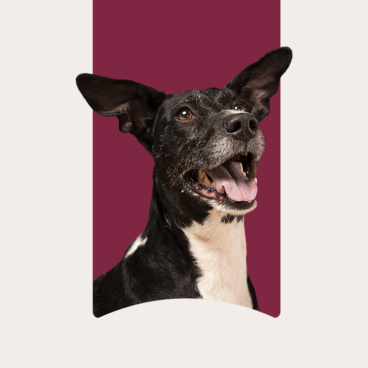 GUDI Paski mięsne Jeleń 500g naturalne przysmaki dla psa