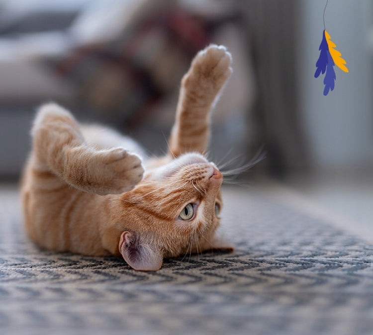 Animal Island Everyday Karma mokra dla kota pasztet z wołowiną 12 x 100 g