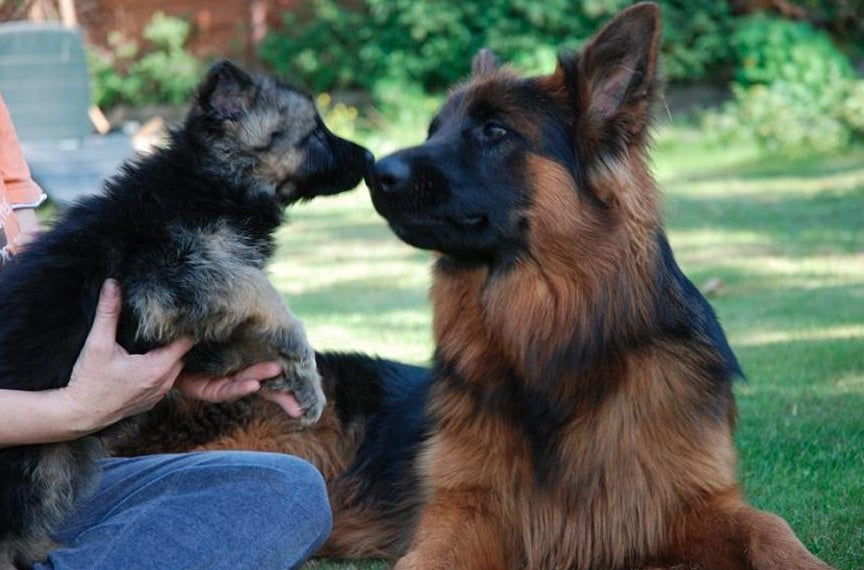 NBF Lanes Artikrill Crescita Cane 30 tabletek