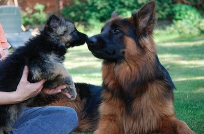 NBF Lanes Artikrill Crescita Cane 30 tabletek