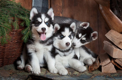 NBF Lanes Artikrill Crescita Cane 30 tabletek