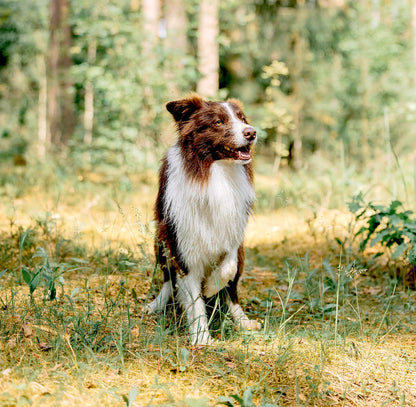 POLANA SMAKU Indyk z Batatem 400g karma mokra monoproteinowa dla psów dorosłych
