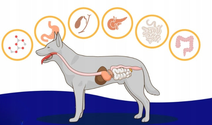 NBF Lanes Prostapet cane 60 saszetek