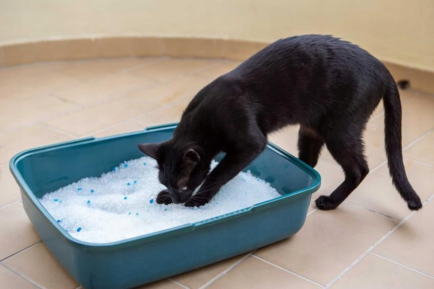 Litty Kitty Żwirek Silikonowy dla kota 3,8 litra bezzapachowy