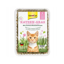 GIMCAT Katzengras trawa dla kotów w pojemniku 150g