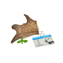 Petmex Poroże Daniela Gryzak Dla Psa Rozmiar M