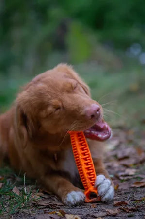 Fiboo Fiboone Dental pomarańczowy