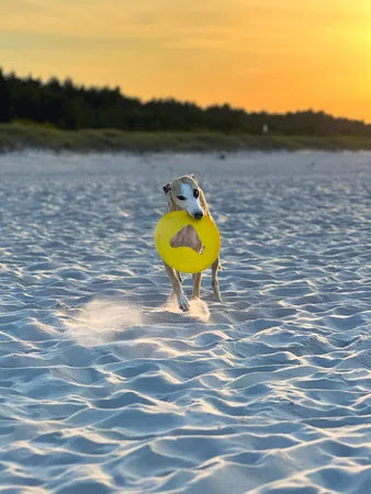 Fiboo Frisbee Frisboo żółty