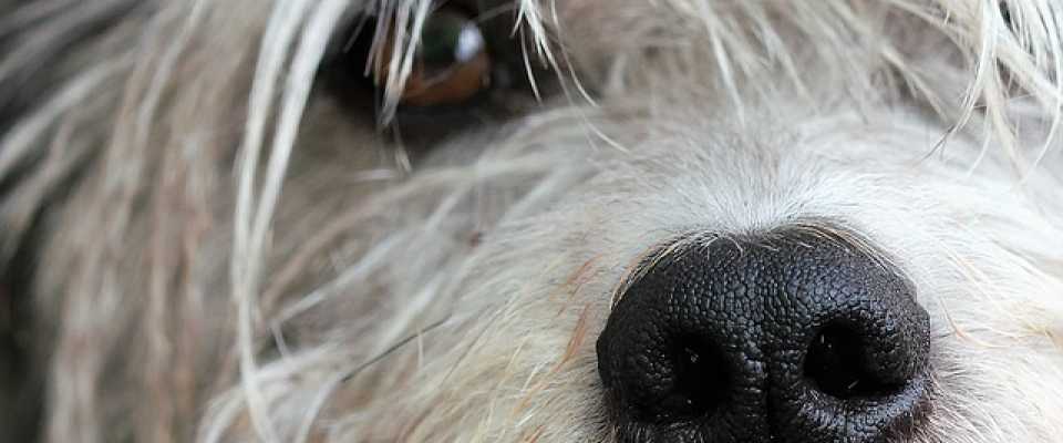 Dlaczego psu ropieją oczy? Zaropiałe oczy psa.