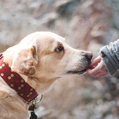 Jak wygląda pierwsza wizyta u weterynarza z psem? | Zoopers