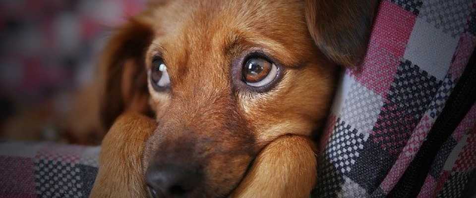 Zielona kupa u Twojego psa - co oznacza dla Twojego pupila?