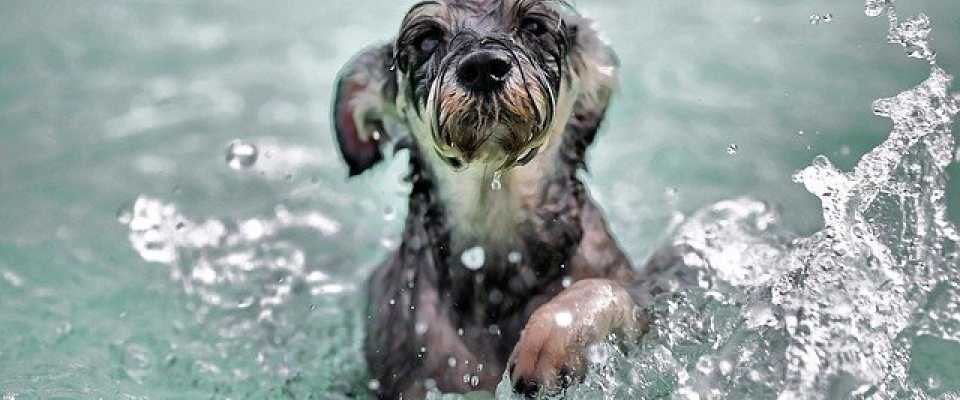 Pies w basenie - o czym należy pamiętać, jak się bawić z psem w wodzie?