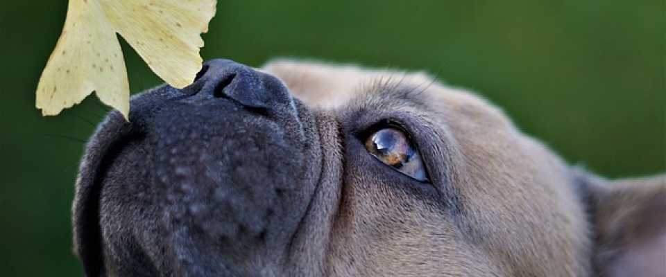 Jakiego zapachu nie lubią psy? TOP 10 najgorszych aromatów