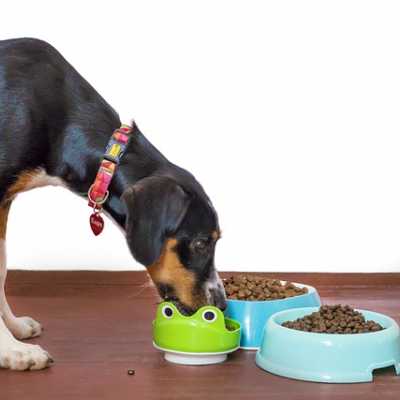 Czym jest karma monoproteinowa (monobiałkowa) dla psa?
