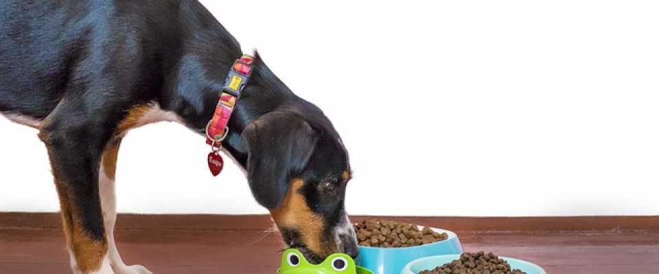 Czym jest karma monoproteinowa (monobiałkowa) dla psa? Jaki ma skład?
