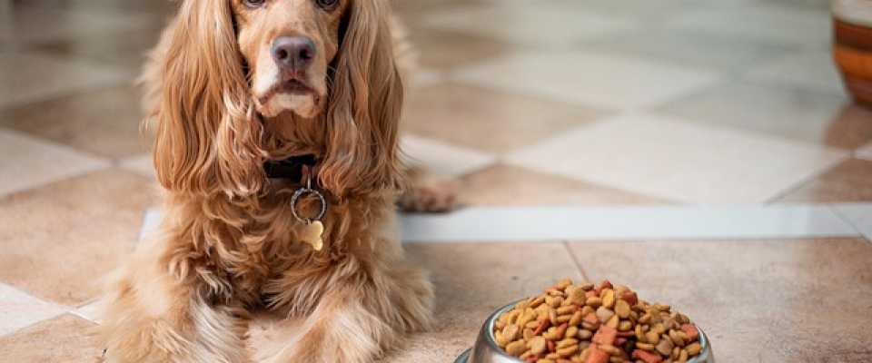 Pies nie chce jeść suchej karmy: jak można go zachęcić?