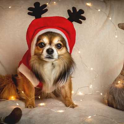 Prezent dla psa na Święta: 5 najlepszych propozycji