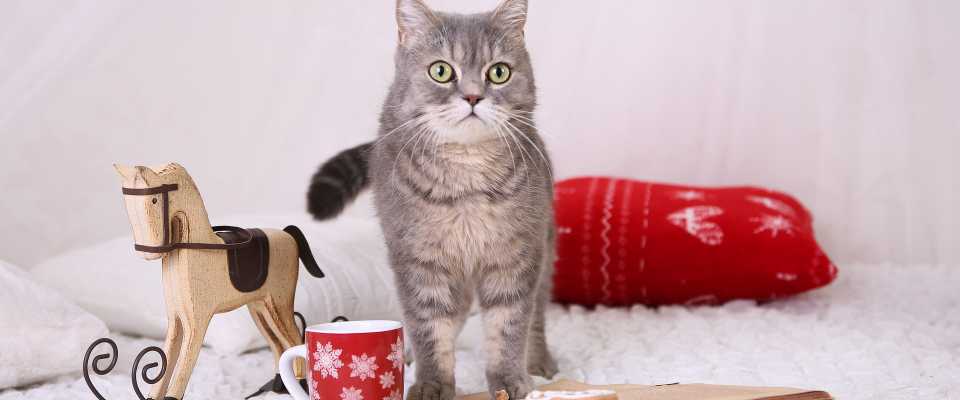 Prezent świąteczny dla kota: co wybrać? Sprawdź co wybrać dla milusińskiego lub jego właściciela!