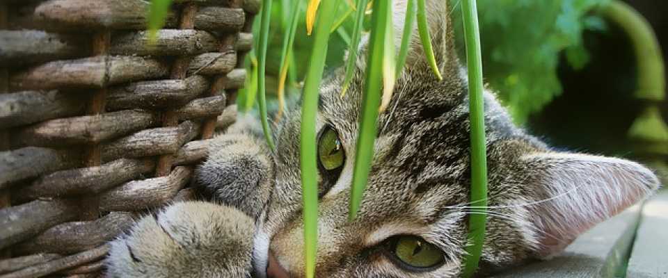 Jakie rośliny domowe mogą być szkodliwe dla naszego kota?