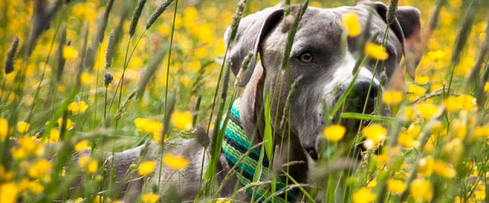 Jakie zioła i przyprawy są szkodliwe dla naszego psa? Sprawdź!