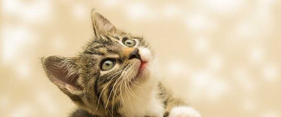 Dźwięk odstraszający koty: jaki może być?