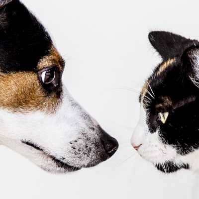 Pasztet: Mokra Karma dla Psów i Kotów