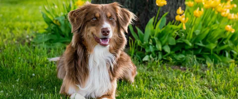 Ochrona trawnika przed psem: jak zabezpieczyć ogród?