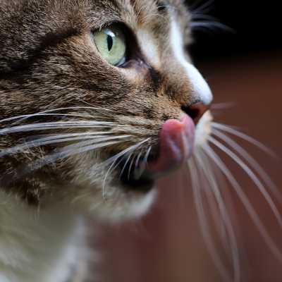 Czy Koty Mogą Jeść Surową Wątróbkę?