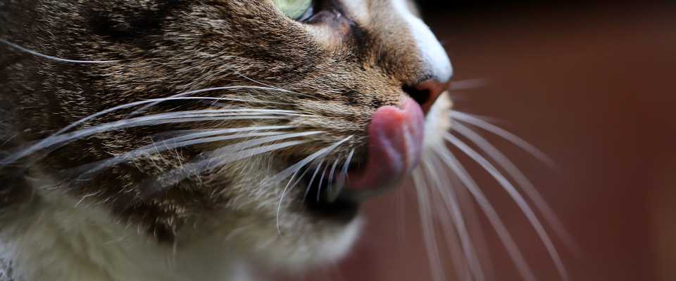 Czy Koty Mogą Jeść Surową Wątróbkę?