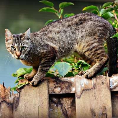 Toksoplazmoza u kota: jak rozpoznać?