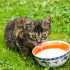 Czy koty mogą pić mleko? Czy powinny?