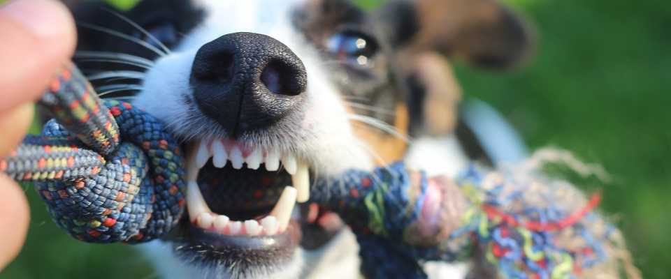 Ile Zębów ma Pies? Czy Tyle Samo co Człowiek?