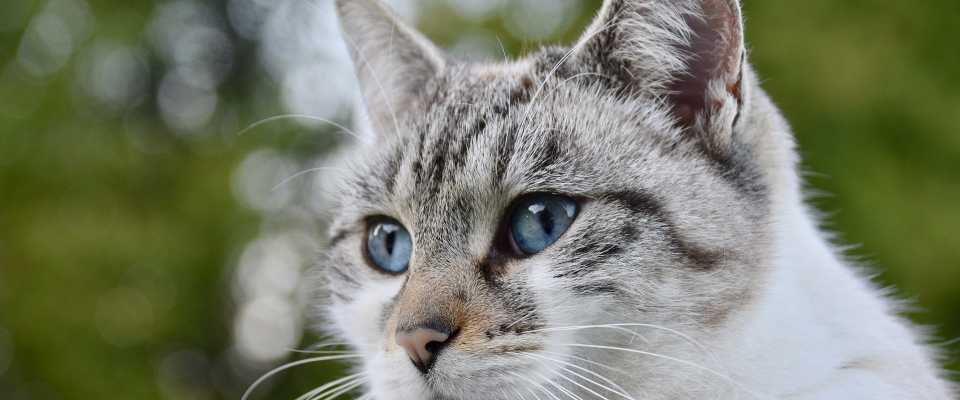 Marcowanie Kotów: Co Oznacza? Jak Długo Trwa?
